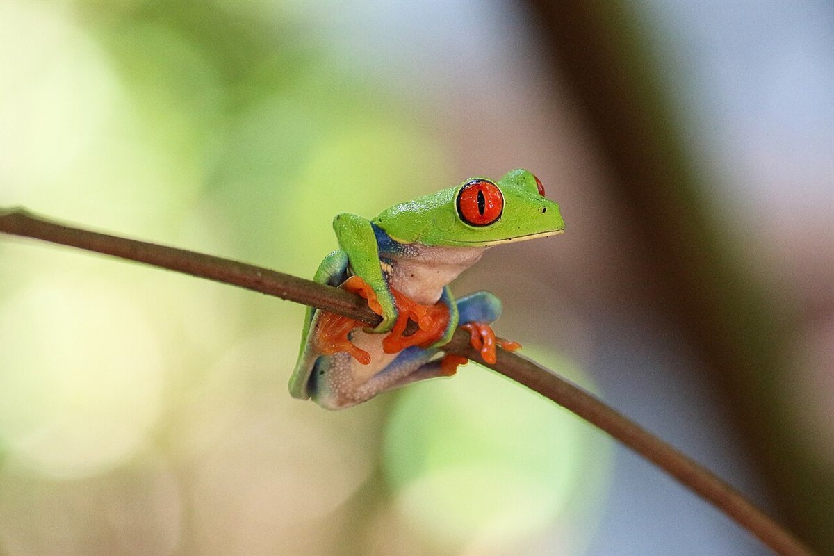 Tour Nocturno de Ranas y Vida Silvestre