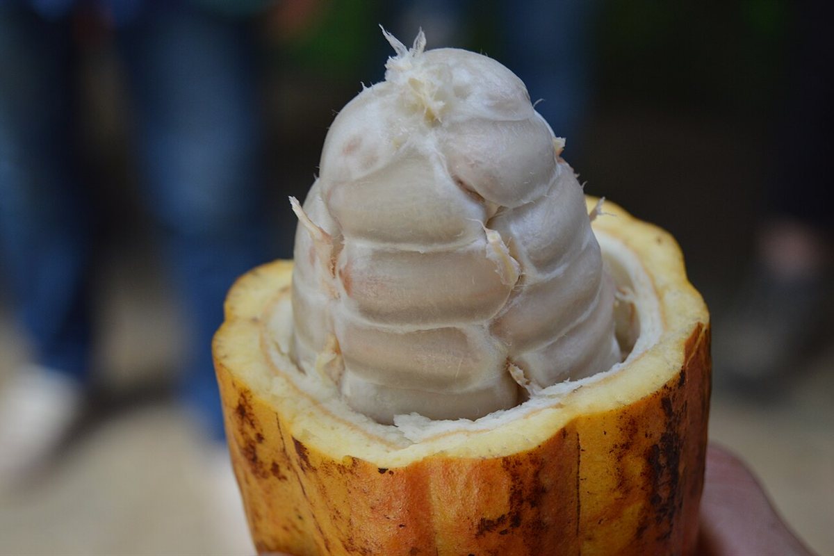 Experiencia de Café, Chocolate Artesanal & Caña de Azúcar